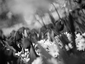 Tulips, daisies