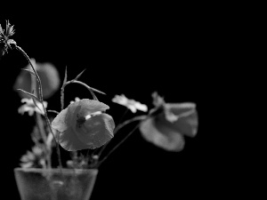 Vase, papavers, daisies, cornflowers