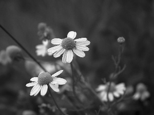 White, chamomile