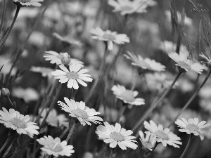 White, daisy