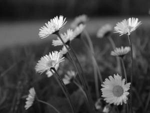 White, daisies