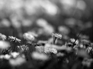 White, daisies