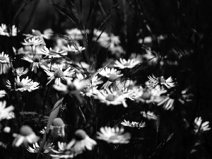 Chamomile Common, Flowers, Wildflowers