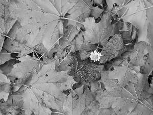 Autumn, Leaf, daisy, dry