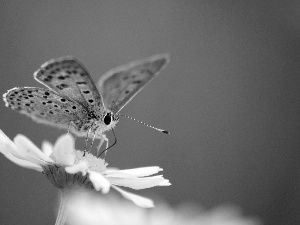 butterfly, daisy