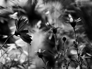 Close, Chaber, daisy, Flowers