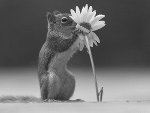 Daisy, Chipmunk, Flower