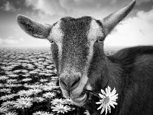 goat, daisy