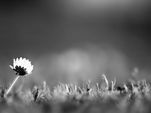 grass, daisy