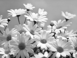 White, daisy