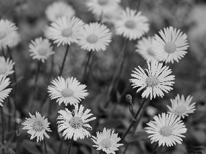 Yellow, daisy