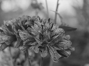 Flowers, Dalia