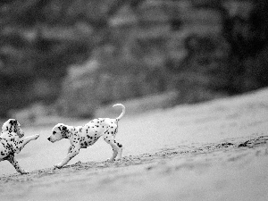 play, little doggies, Dalmatians