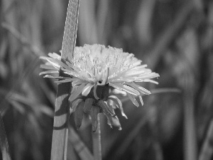 Yellow, grass, dandelion, Colourfull Flowers