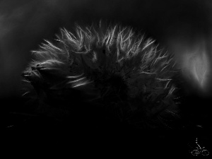 Fractalius, Common Dandelion, dandelion