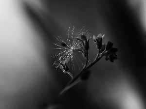 dandelion, Forget, seed