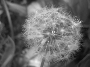 Common Dandelion, dandelion