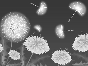 dandelions, Flowers, Common Dandelion