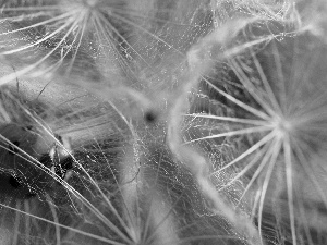 ladybird, dandelions