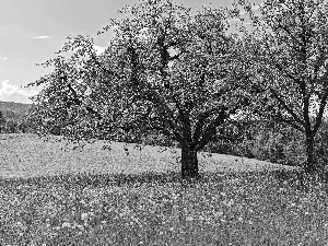 dandelions, Mountains, trees, viewes, Meadow