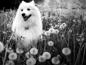 White, Common Dandelion, dandelions, point