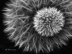 dandelions, Fractalius