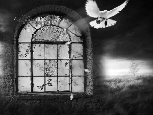 clouds, fantasy, Window, dark, pigeon