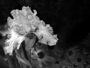 Flowers, Fractalius, Dark Background, iris