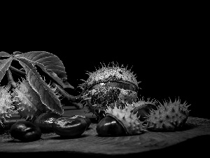 Leaf, chestnut, parings, Dark Background, chestnuts, twig