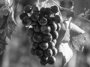 spray, Grapes, Leaf, dark