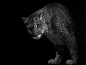 cougar, darkness