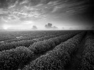 lavender, Fog, dawn, Field