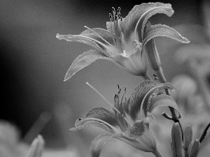 Daylilies, Orange, Flowers