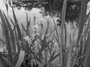 DBZ, water, Irises, growing, Yellow