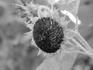 Sunflower, decorated