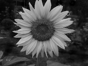 Sunflower, decorated