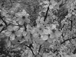 decorative, Flowers, Plums