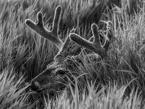 deer, antlers, grass, hidden, tall