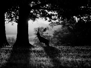 dawn, viewes, deer, trees