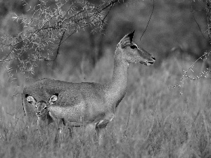 car in the meadow, Two, Antelope