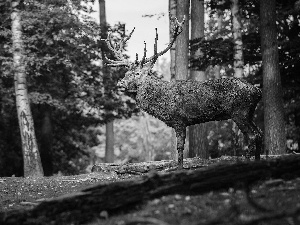 forest, Old car, deer