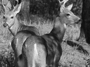 forest, Two cars, Deer