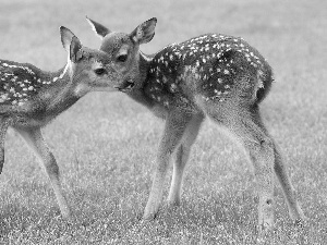 deer, Meadow, Two