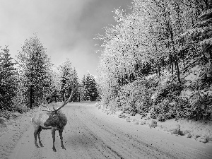 winter, Way, deer, forest