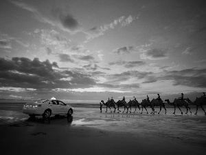 Desert, caravan, Automobile