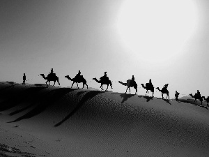 Camels, Desert