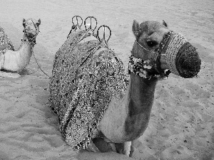 Camels, Desert