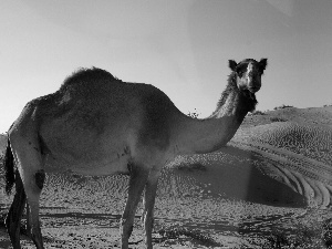 dromedary, Desert