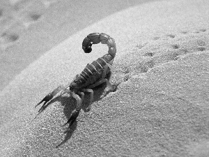 desert, Scorpion, Sand