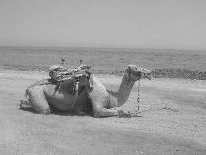 Desert, Camel, sea